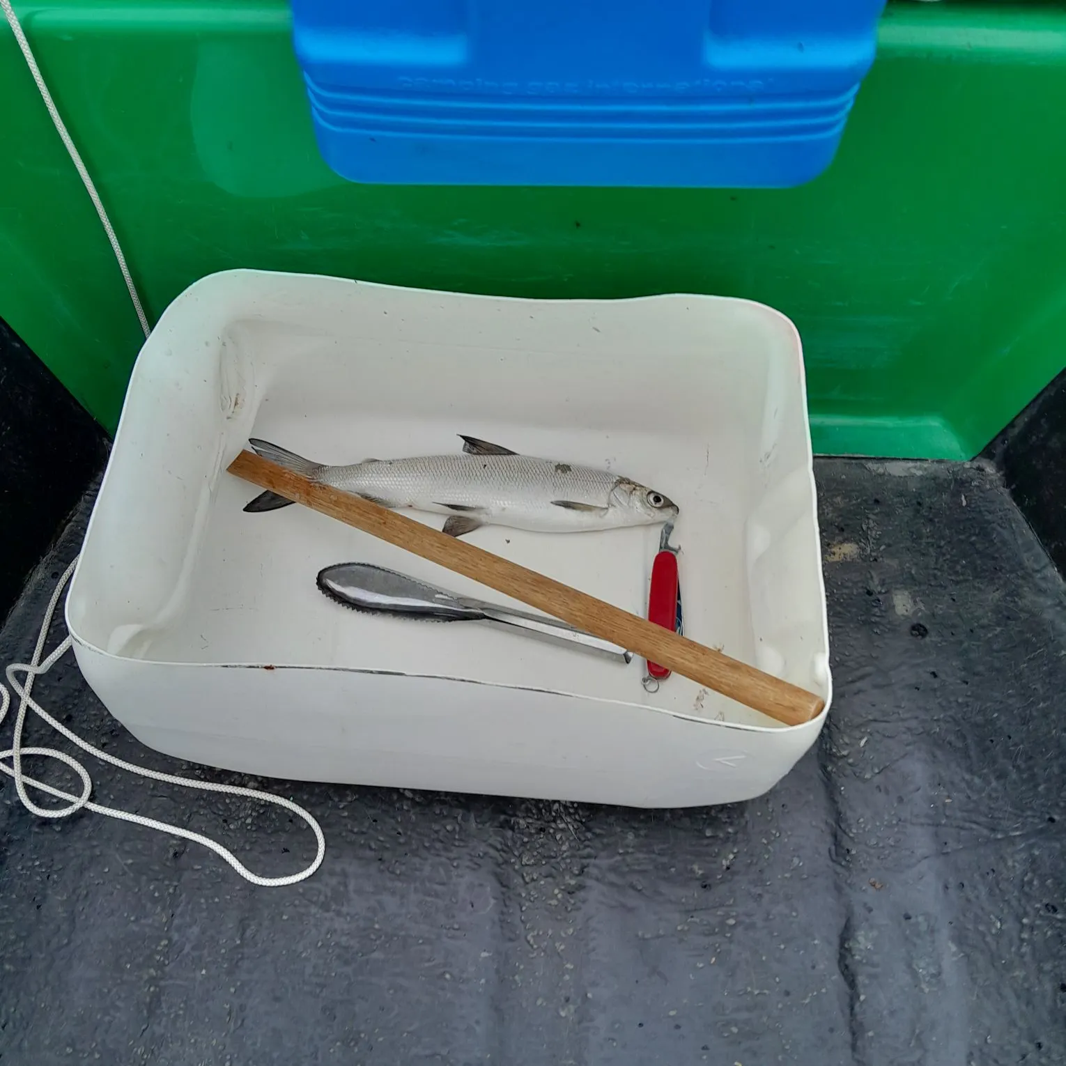 The most recent European whitefish catches on Fishbrain