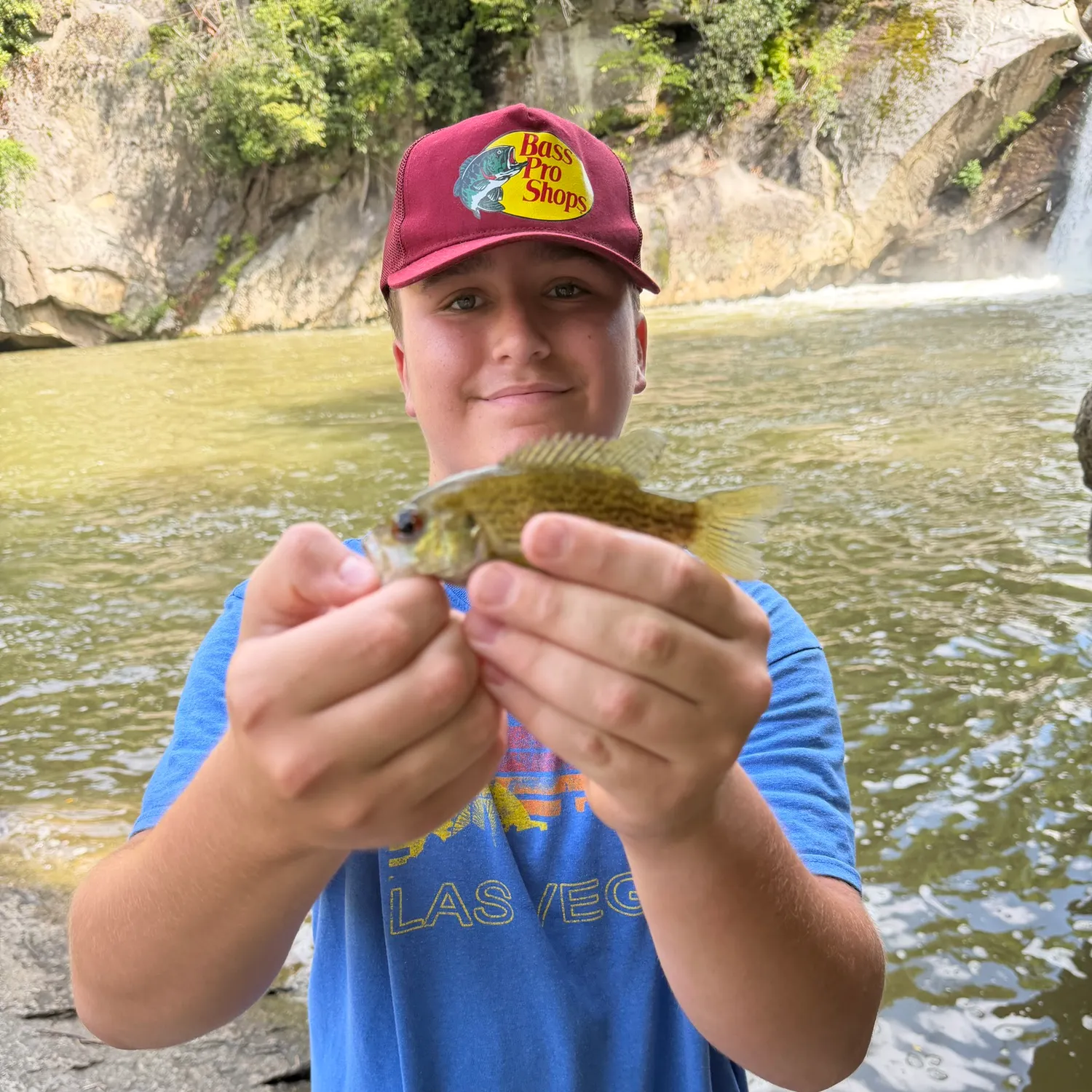Rock bass caught on Fishbrain