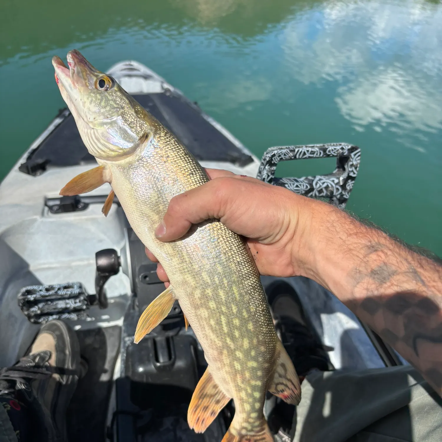 Northern pike caught on Fishbrain