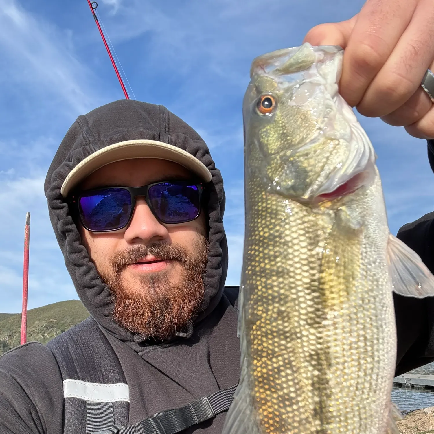 The most recent Spotted bass catches on Fishbrain