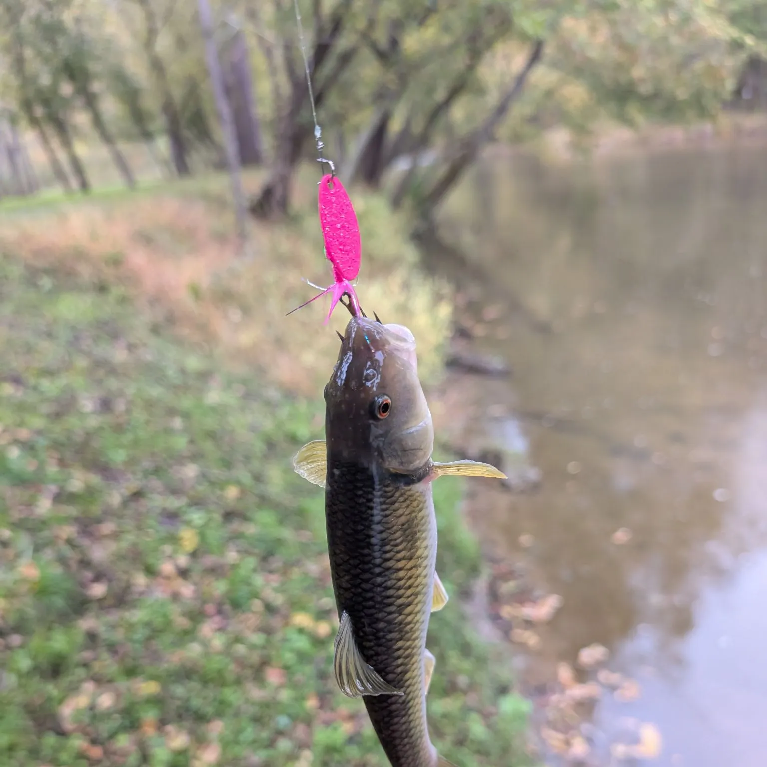 Hornyhead chub caught on Fishbrain