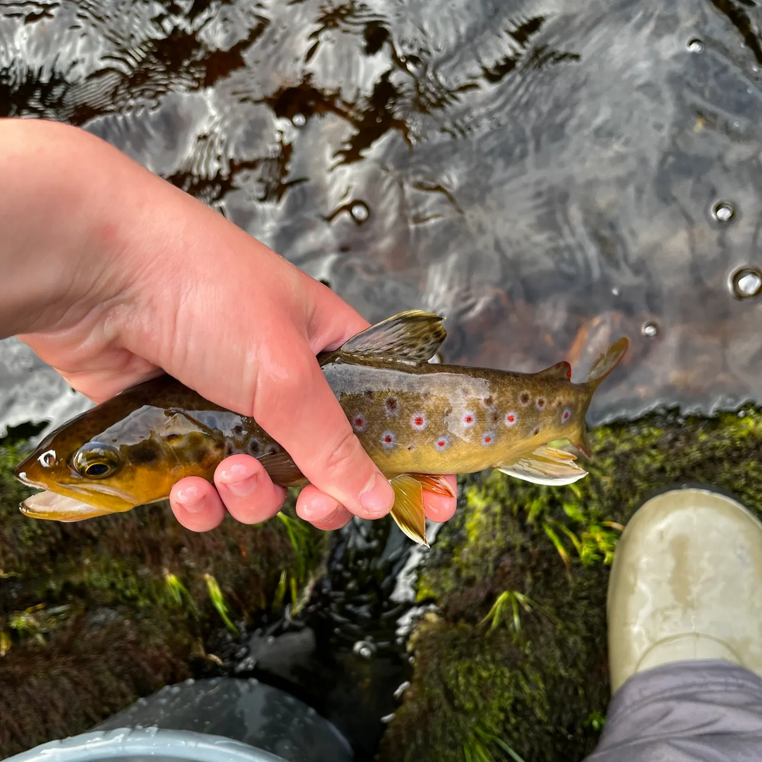 Brown trout caught on Fishbrain