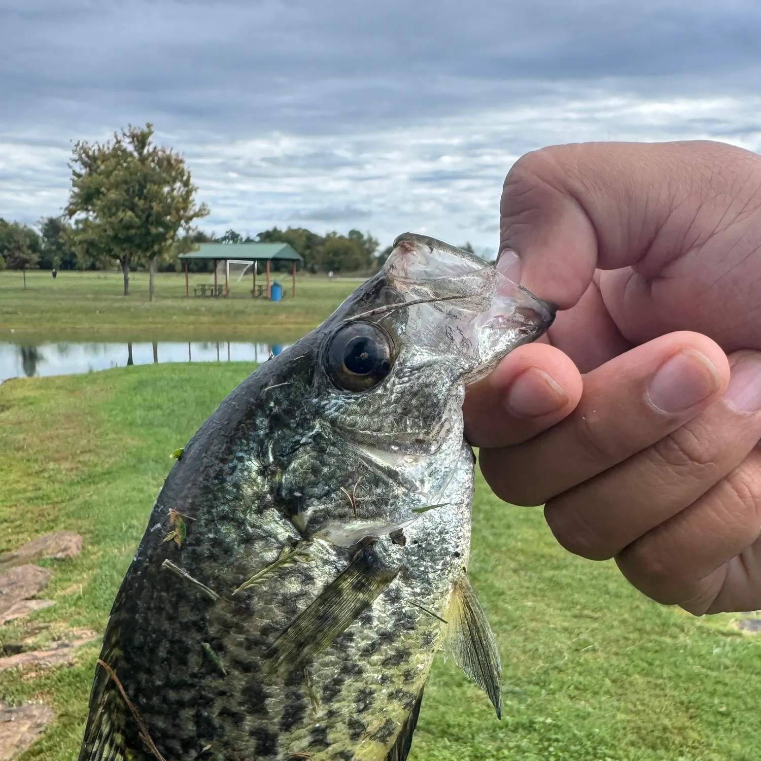 Black crappie caught on Fishbrain