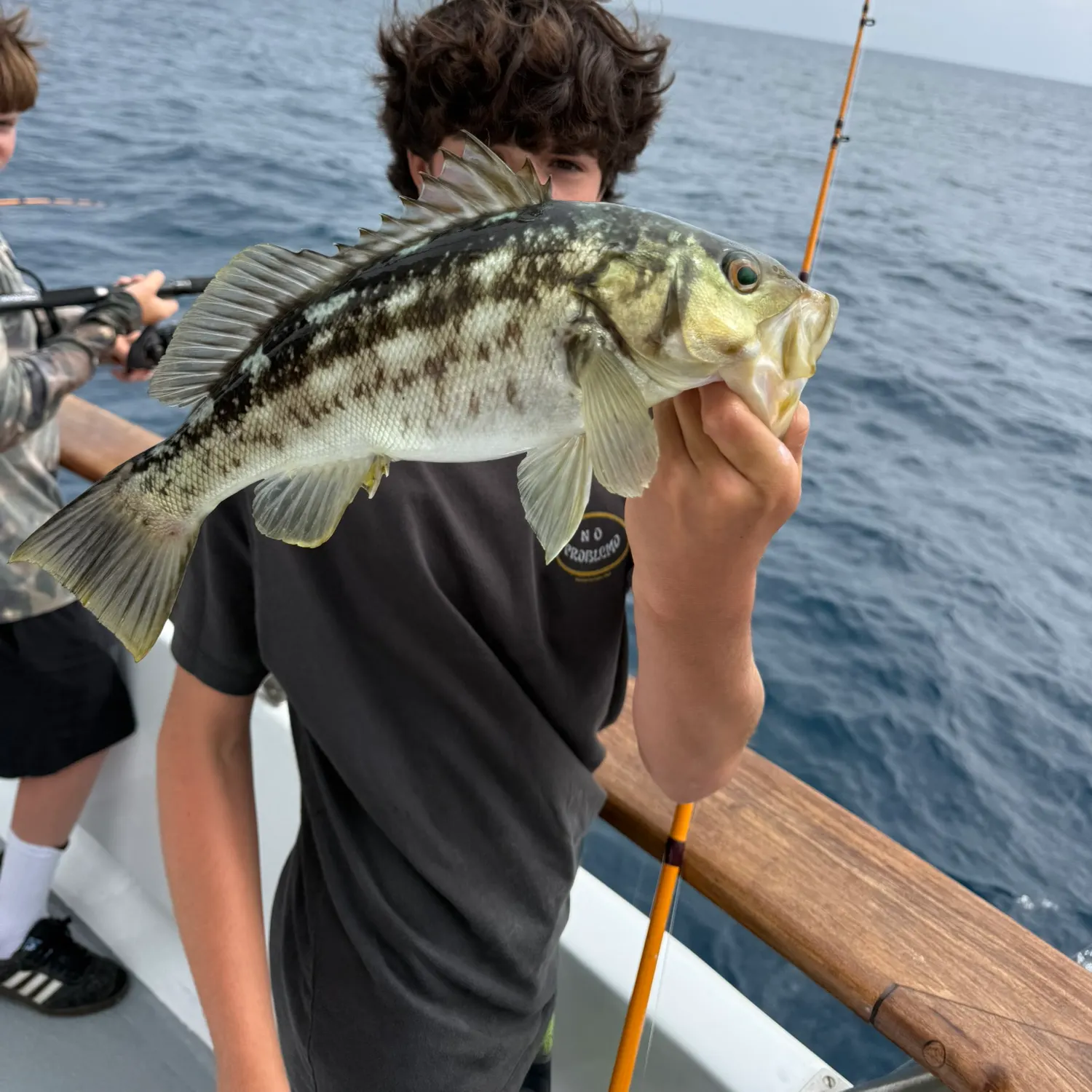 The most recent Kelp bass catches on Fishbrain