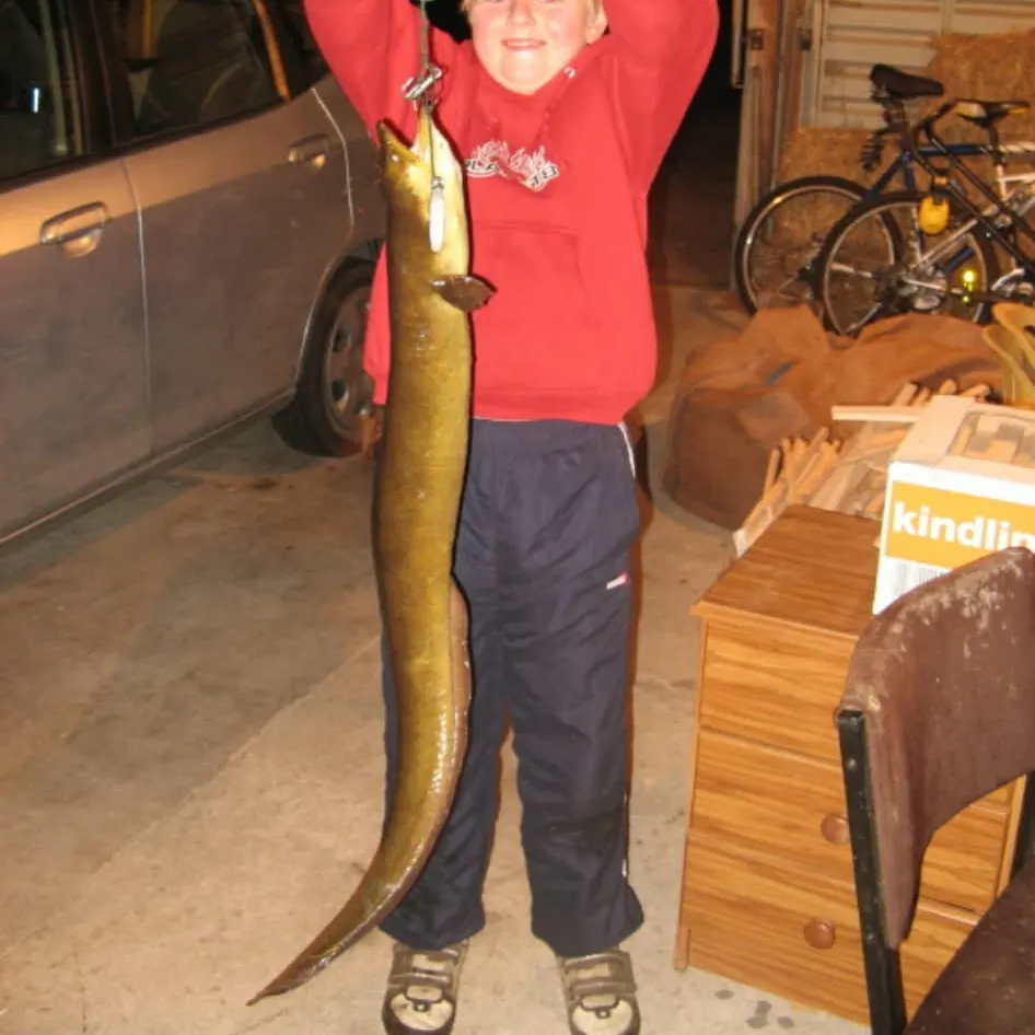 The most recent New Zealand longfin eel catches on Fishbrain