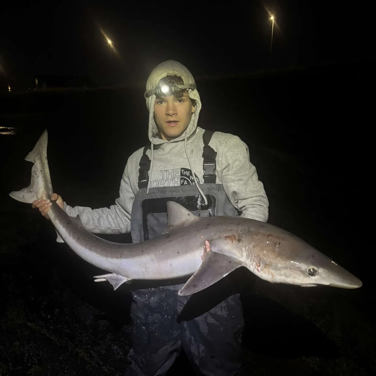 The most recent Tope shark catches on Fishbrain