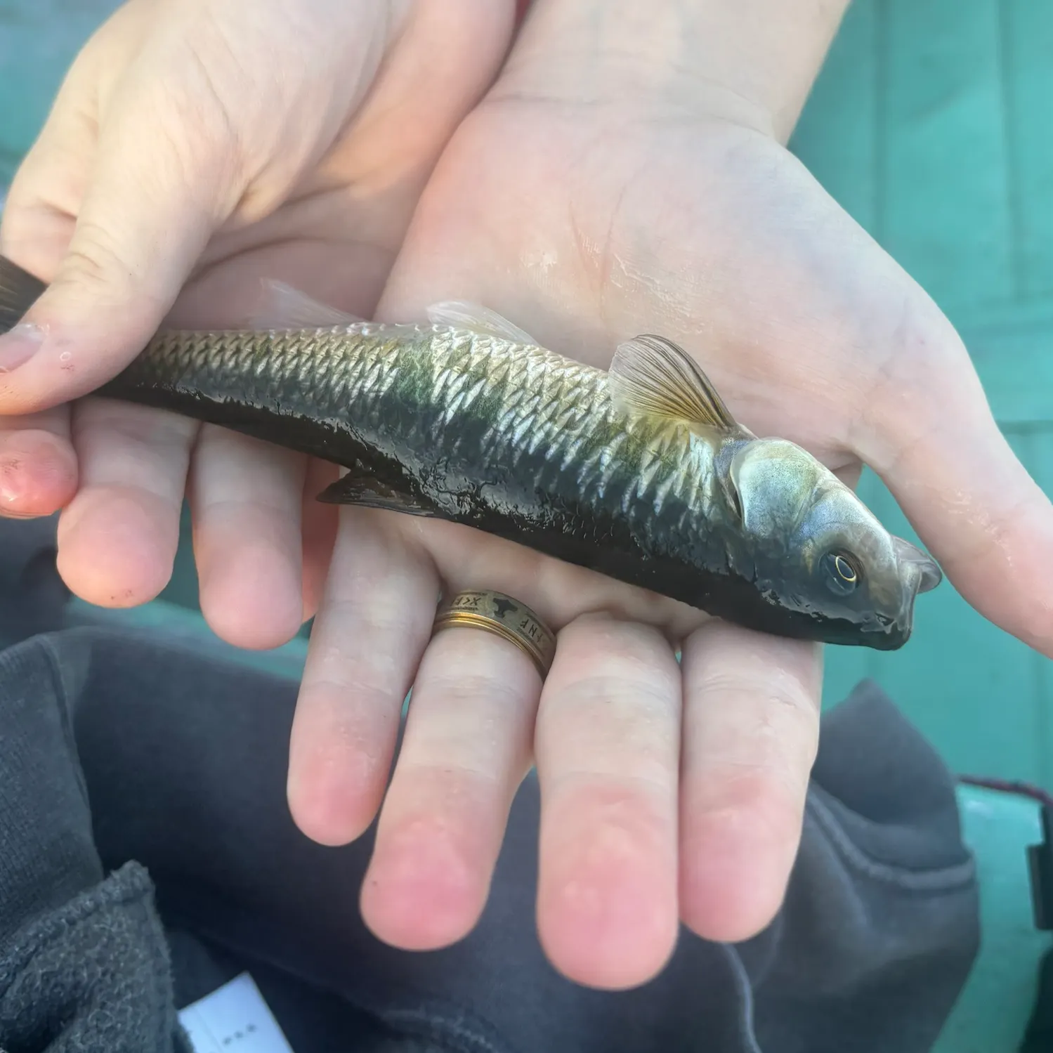 Common shiner caught on Fishbrain