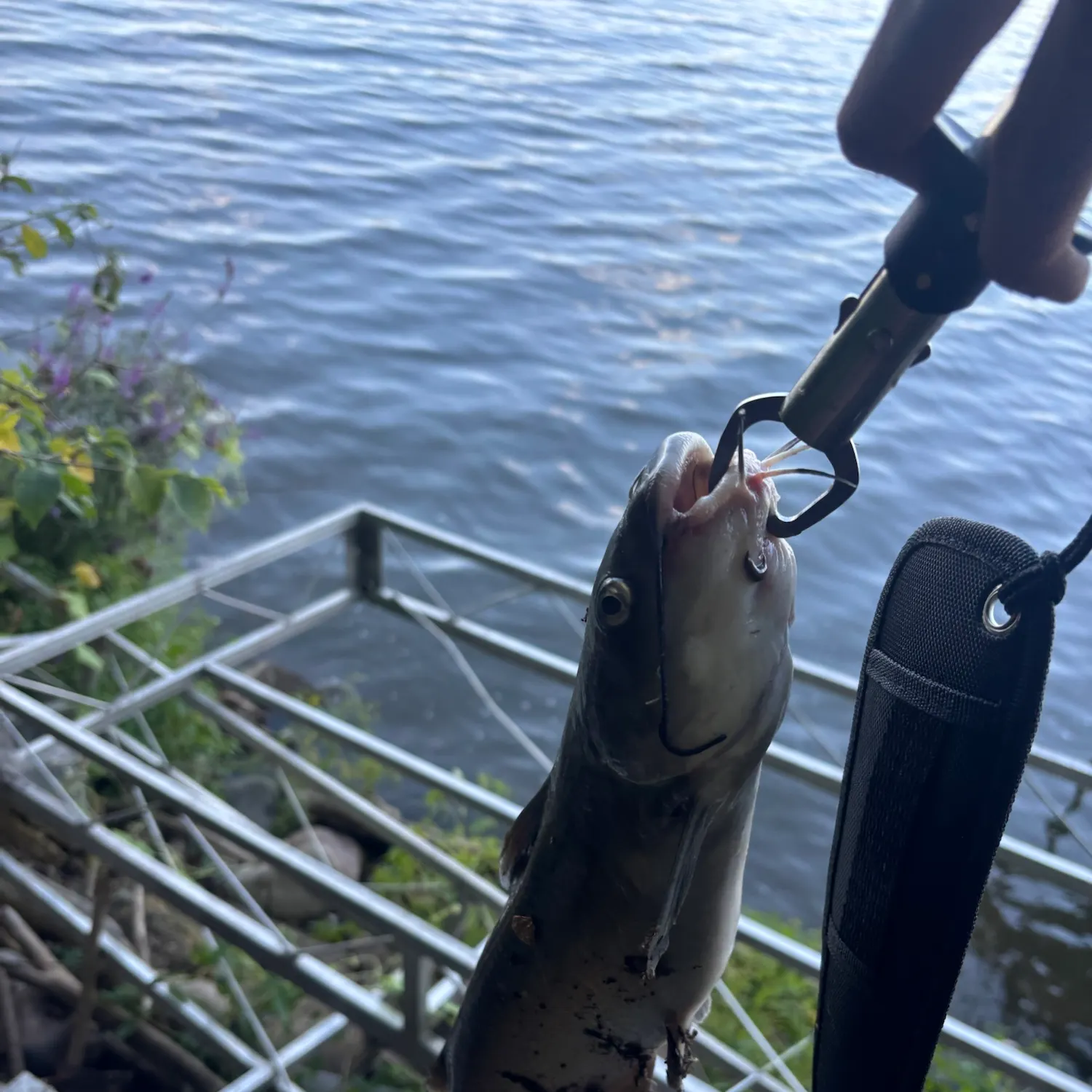 Channel catfish caught on Fishbrain