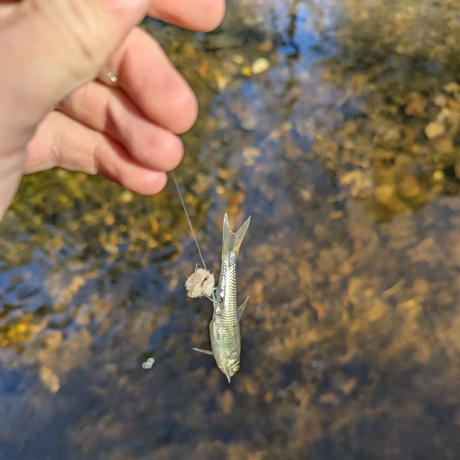 Common shiner caught on Fishbrain