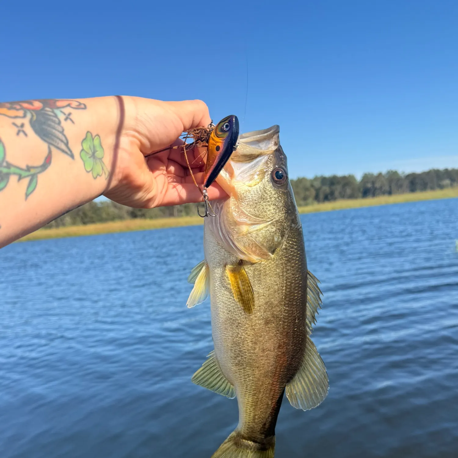 Largemouth bass caught on Fishbrain
