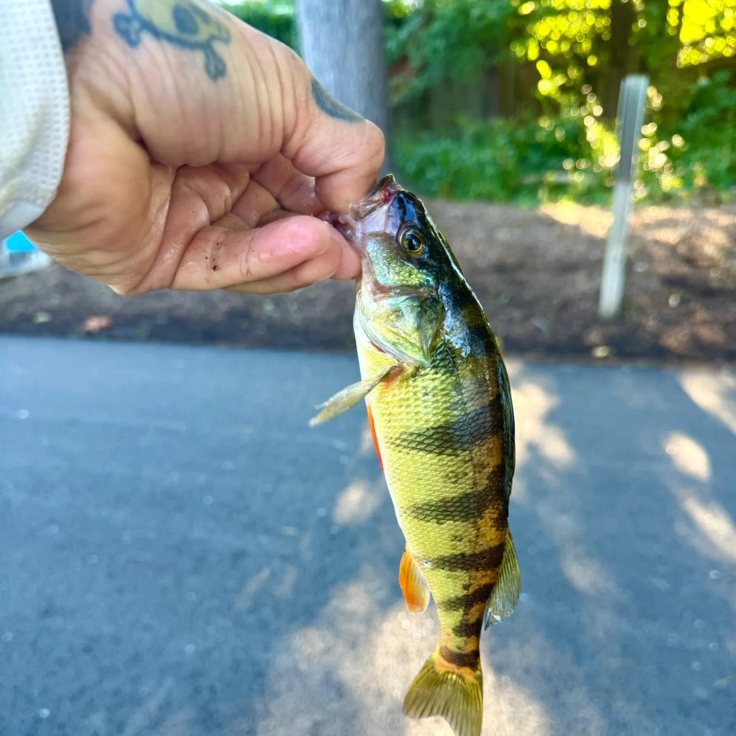 Yellow perch caught on Fishbrain