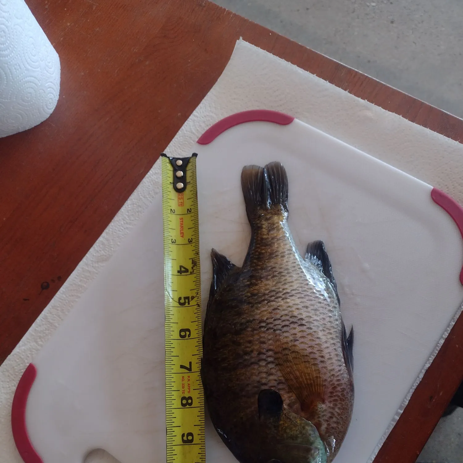 recently logged catches