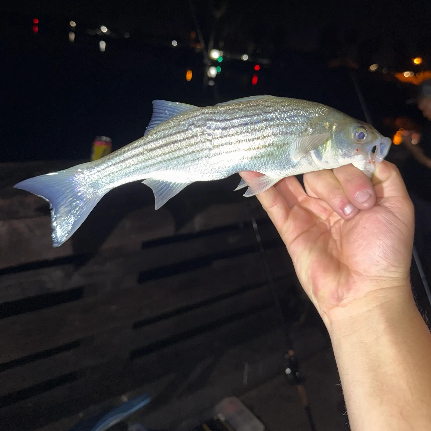 Striped bass caught on Fishbrain