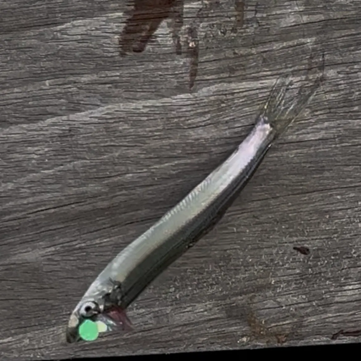 The most recent Atlantic silverside catches on Fishbrain