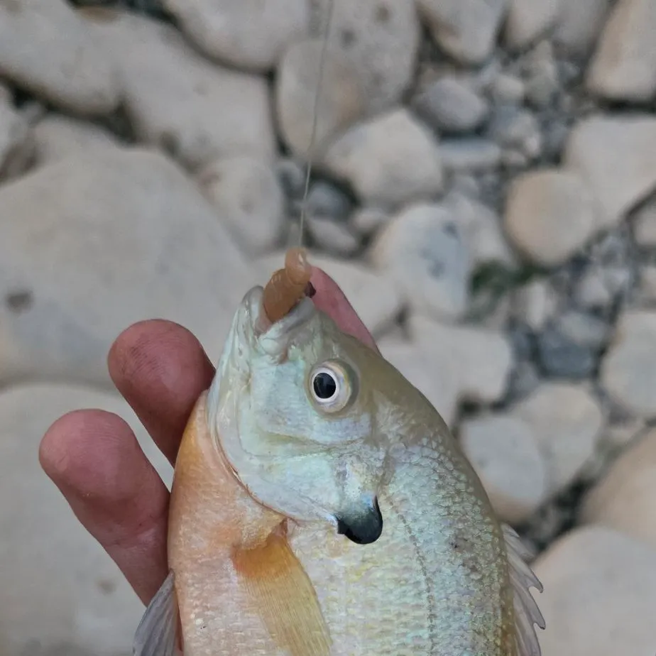 Bluegill caught on Fishbrain