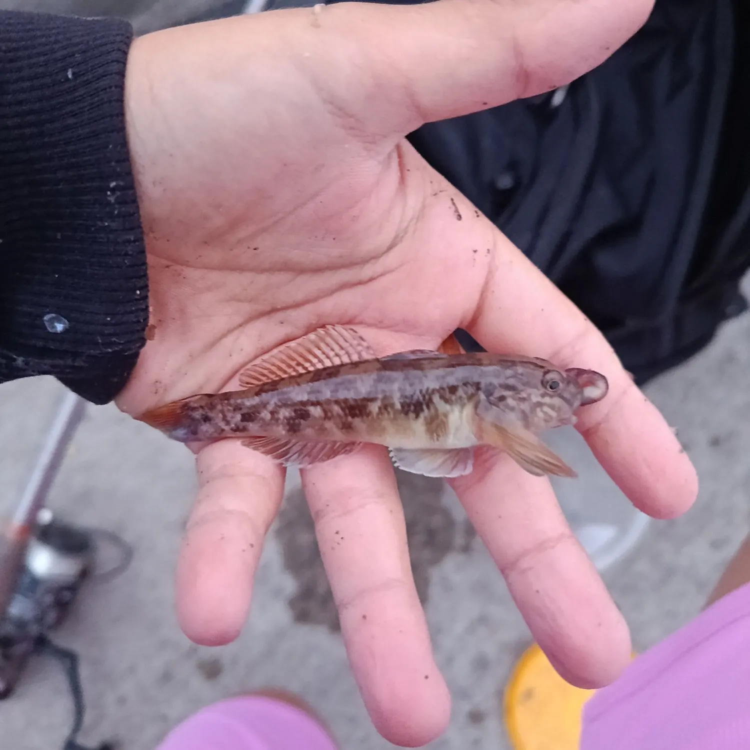 The most recent Round goby catches on Fishbrain