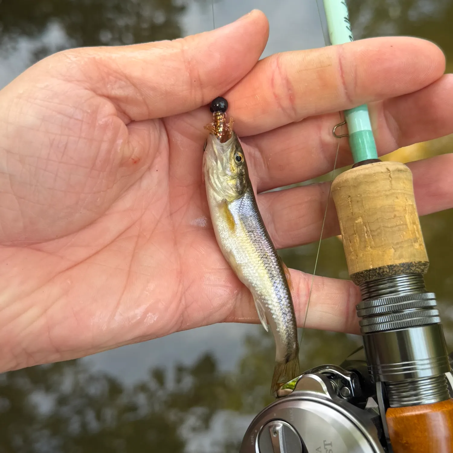Creek chub caught on Fishbrain