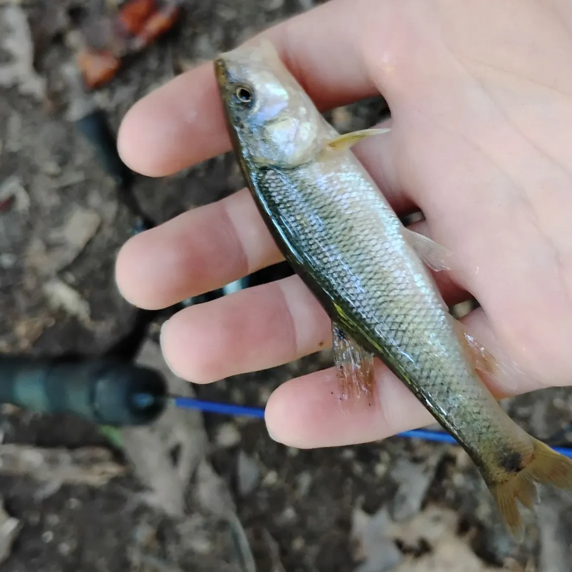 The most recent Hornyhead chub catches on Fishbrain