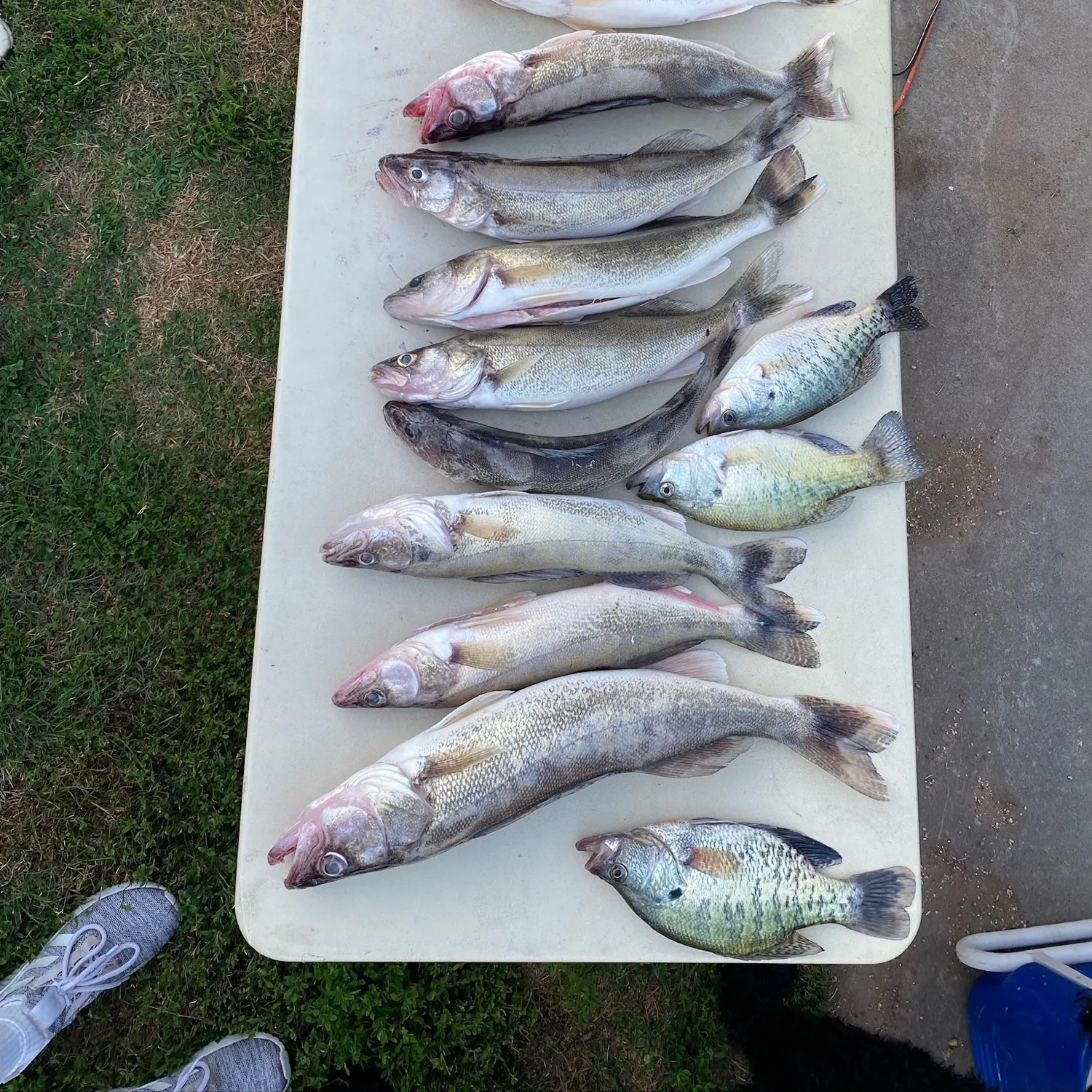 recently logged catches