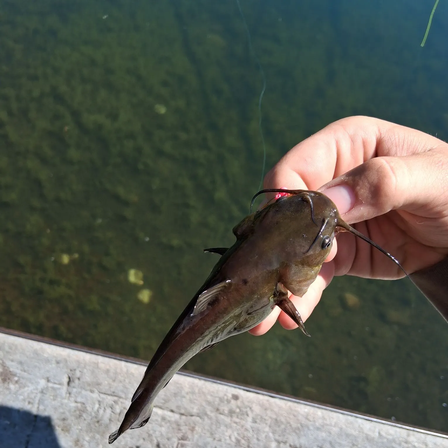 Yellow bullhead caught on Fishbrain