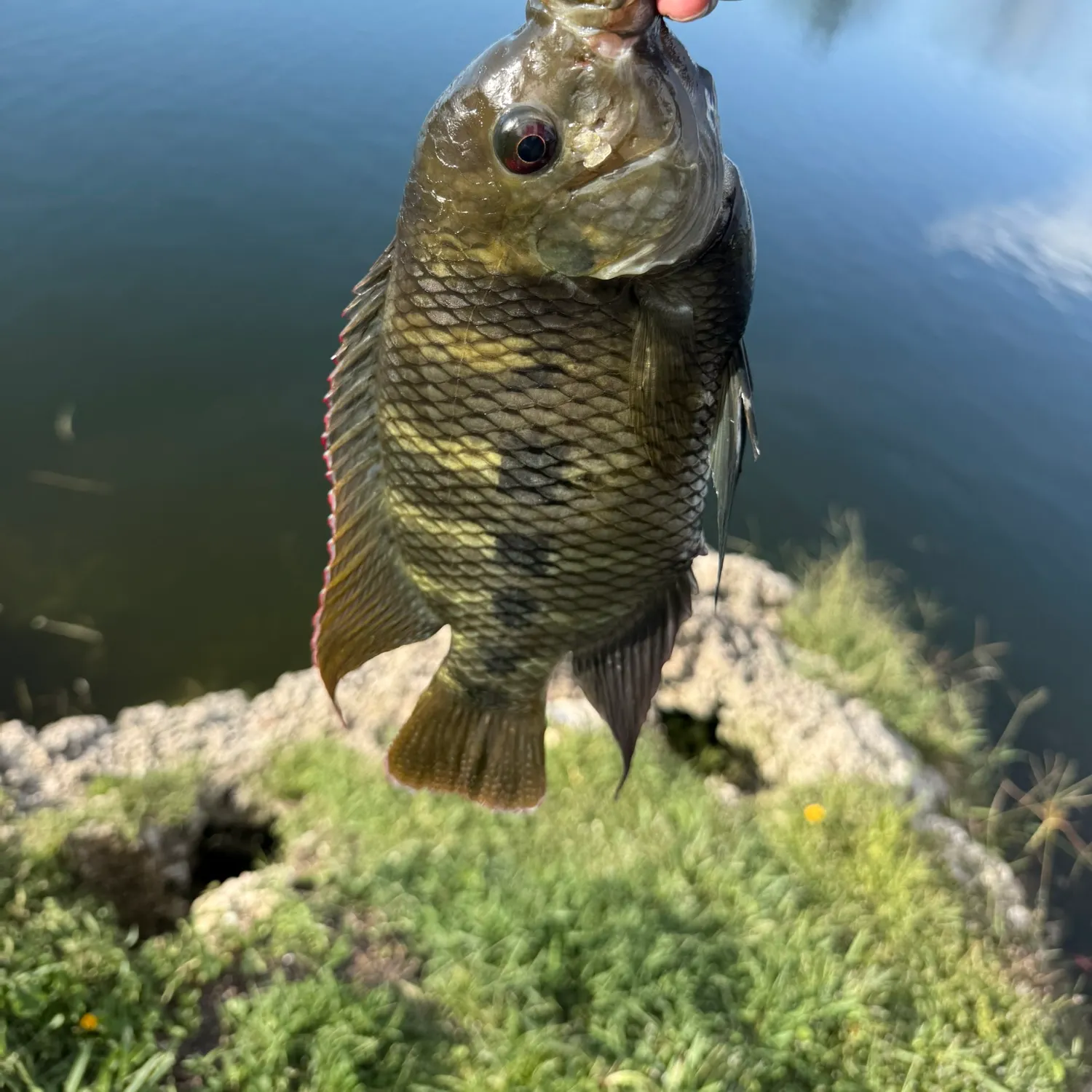 The most recent Spotted tilapia catches on Fishbrain
