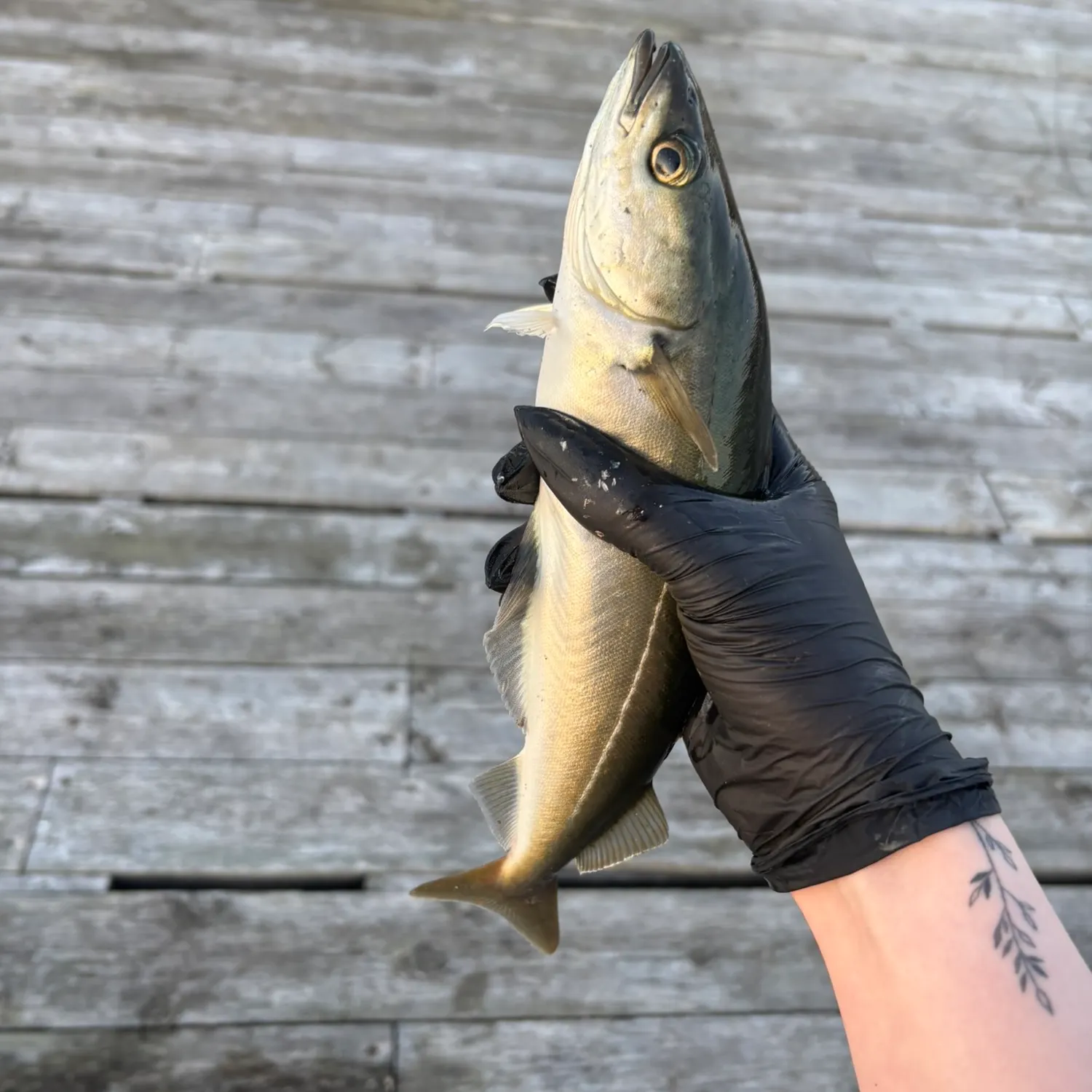 Atlantic pollock caught on Fishbrain