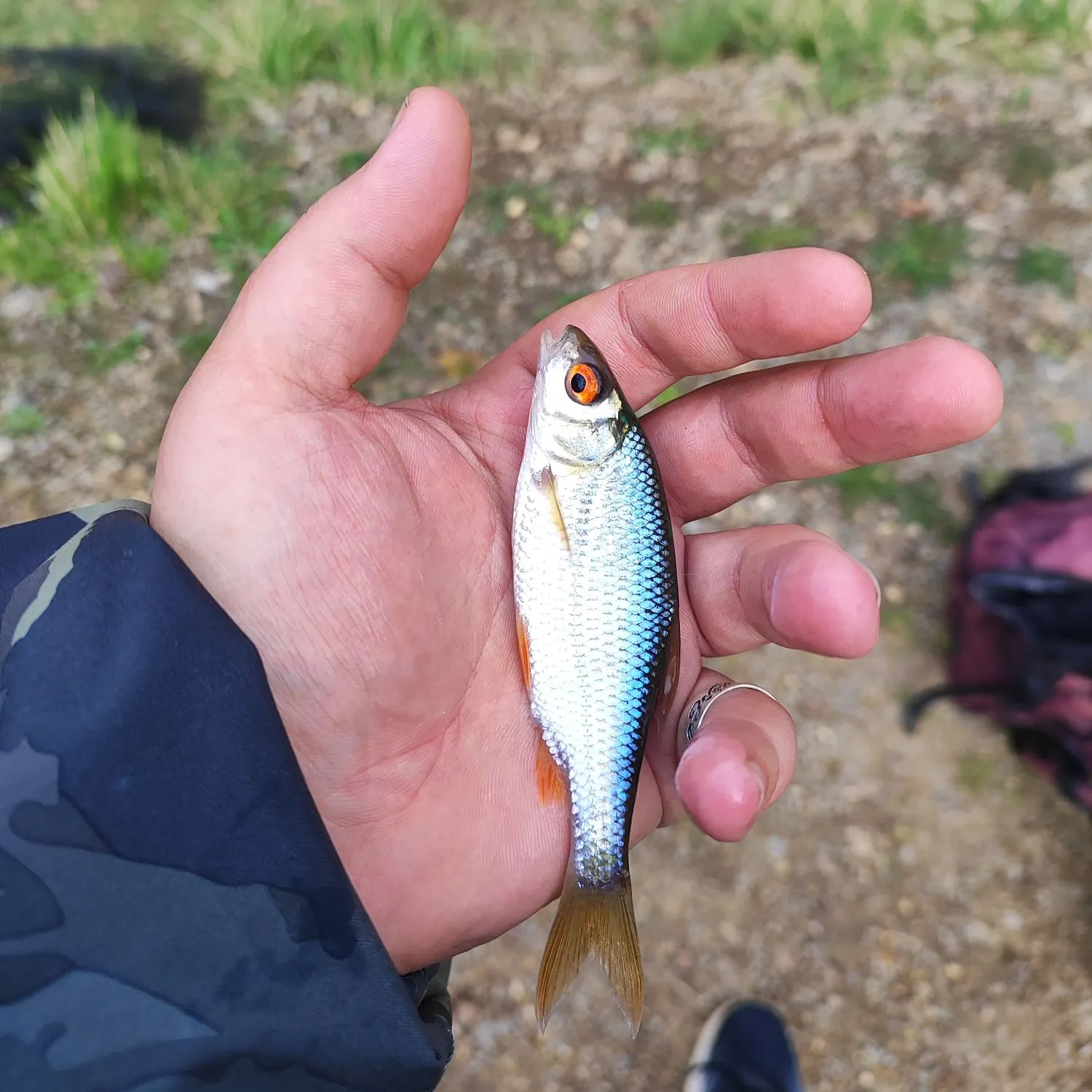 The most recent Common roach catches on Fishbrain