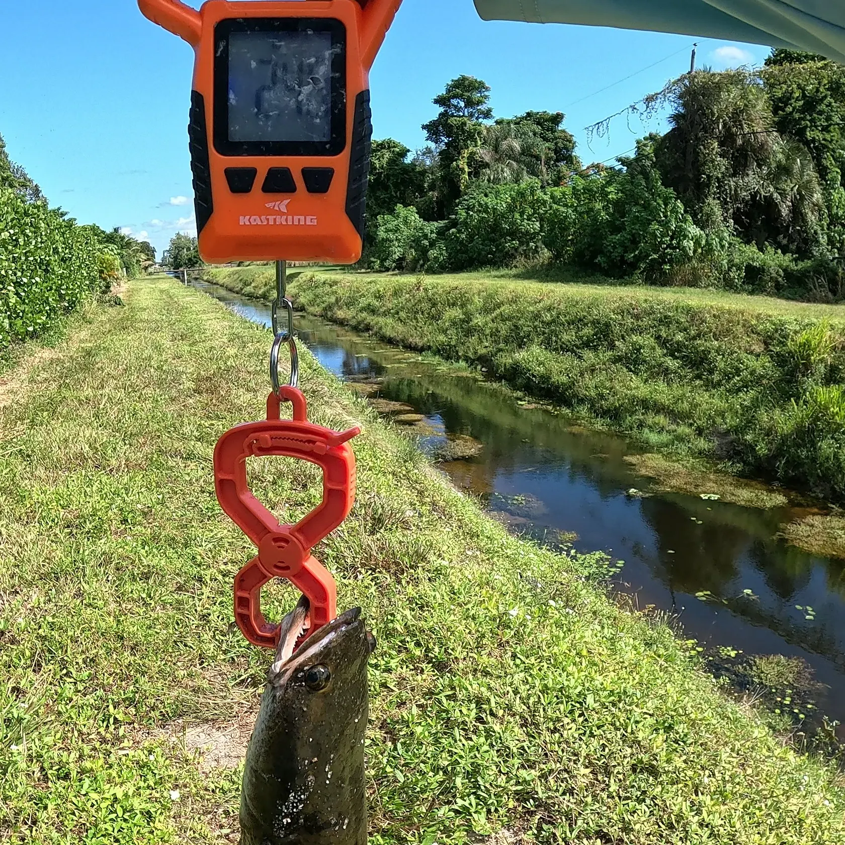 The most recent Bullseye snakehead catches on Fishbrain