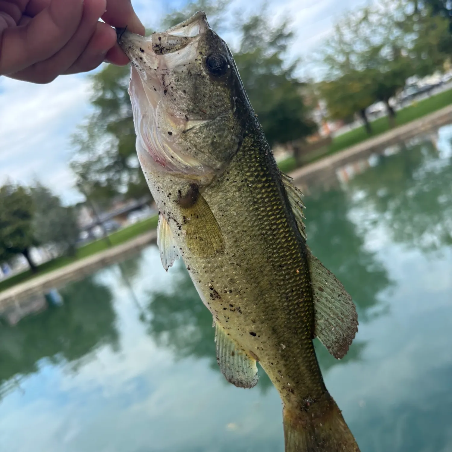 Smallmouth bass caught on Fishbrain
