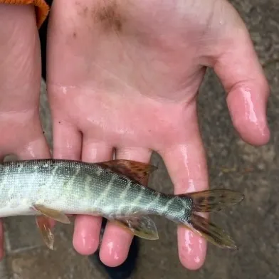 Northern pike caught on Fishbrain