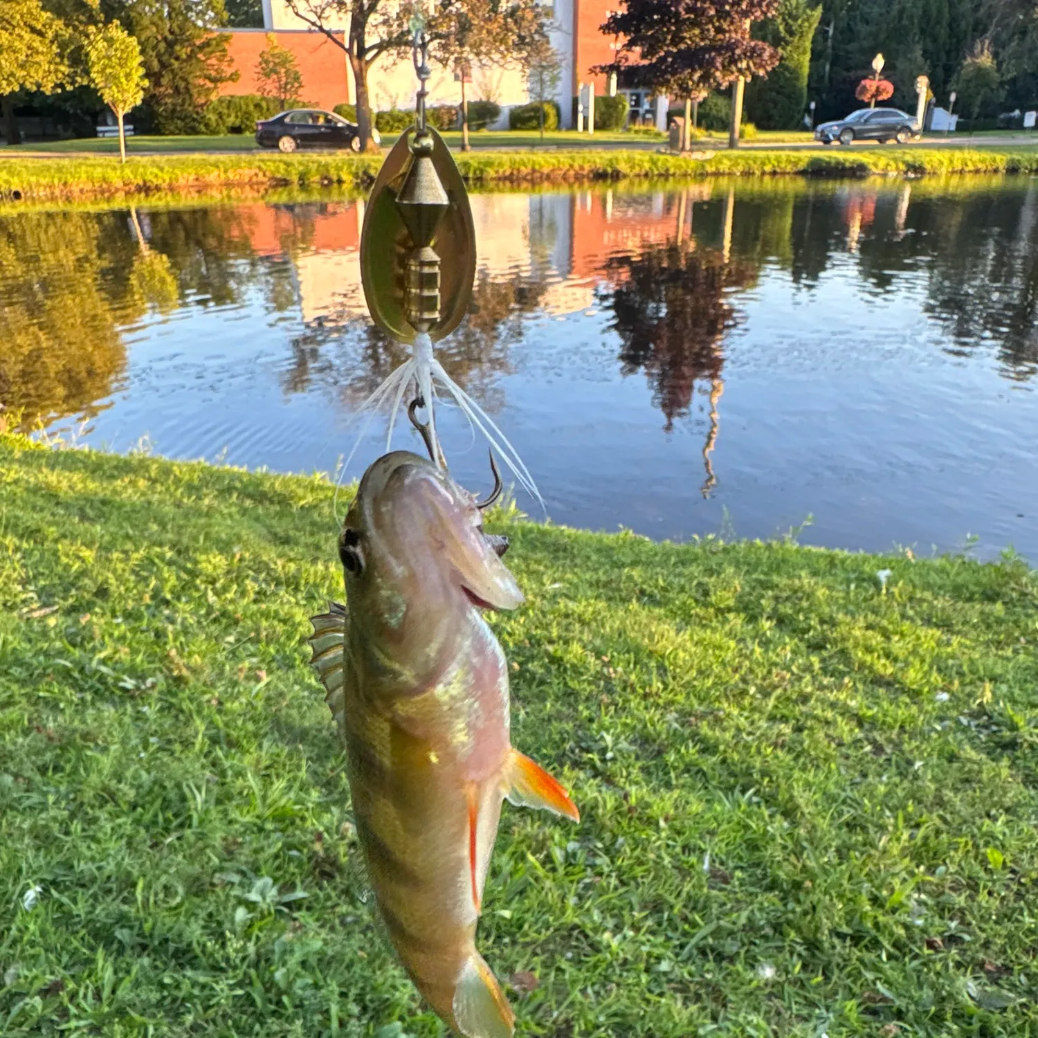 Yellow perch caught on Fishbrain