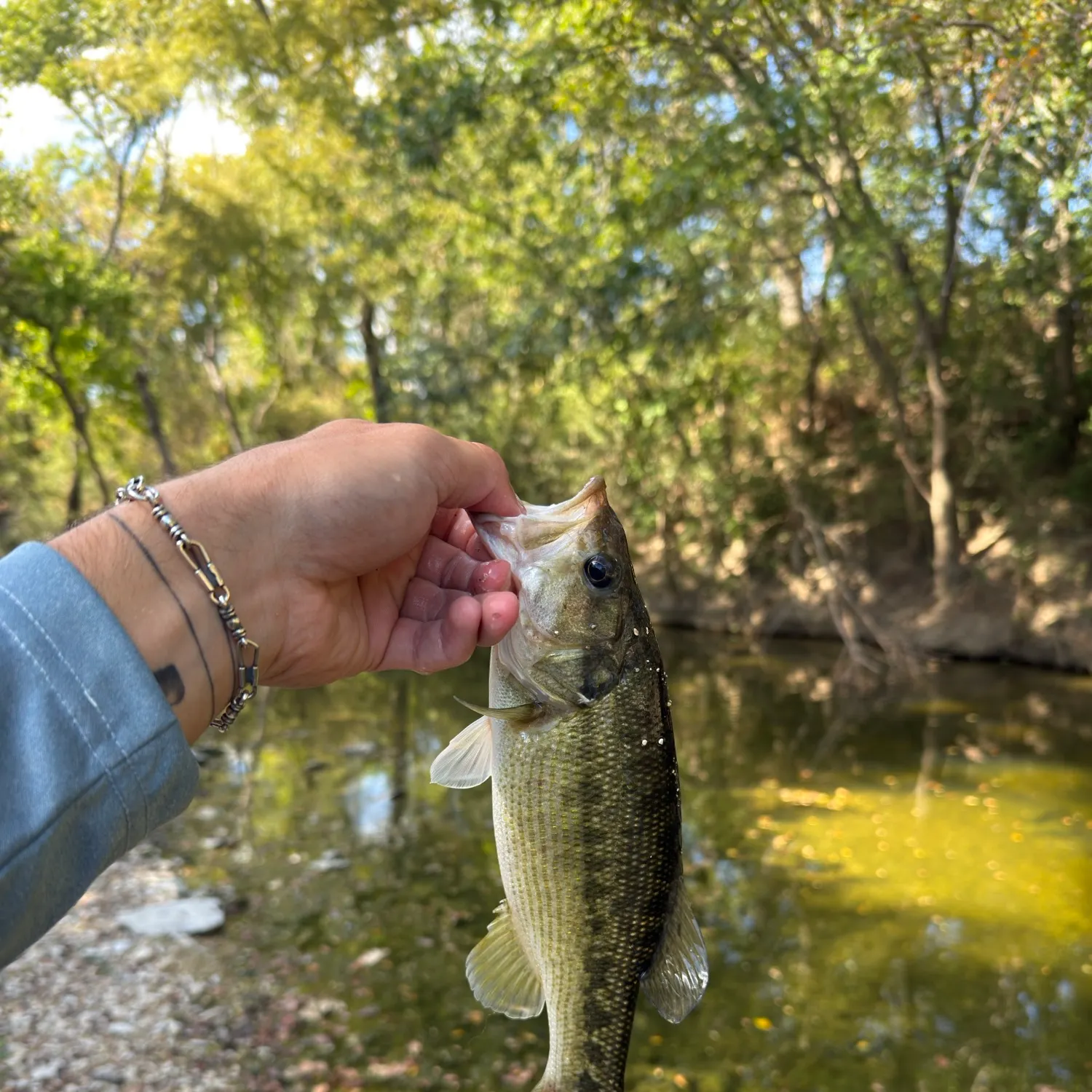 Spotted bass caught on Fishbrain