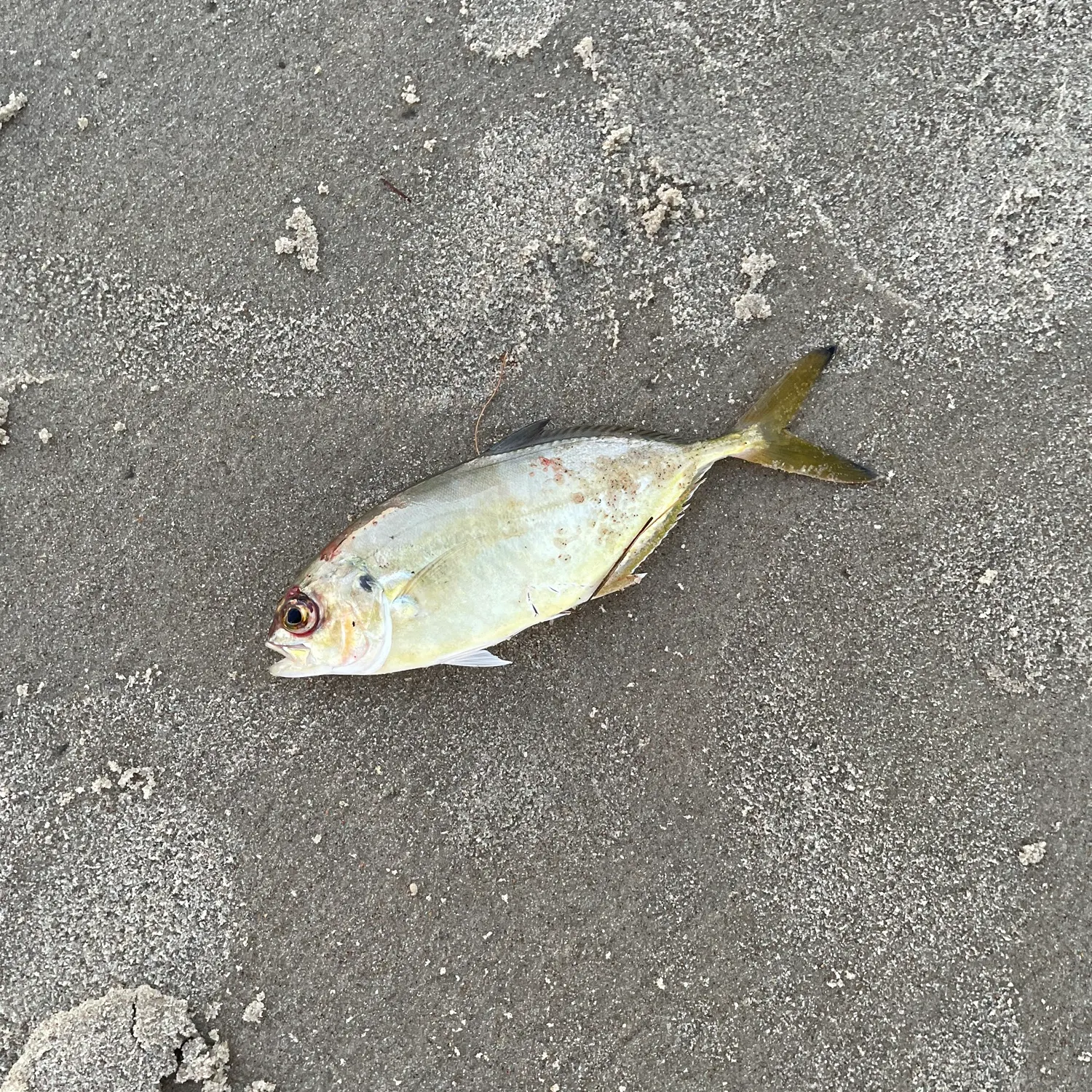 Crevalle jack caught on Fishbrain