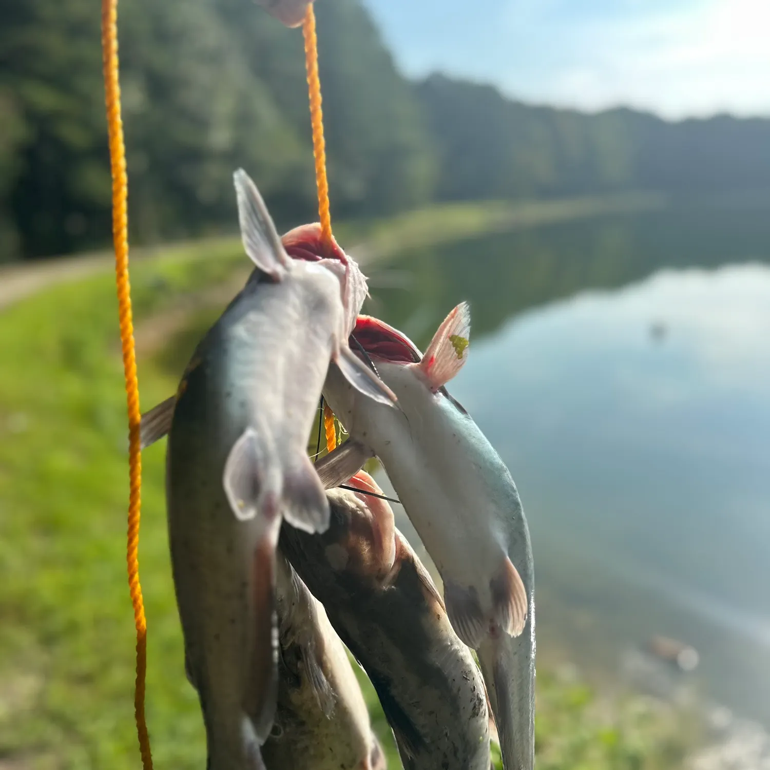 Channel catfish caught on Fishbrain