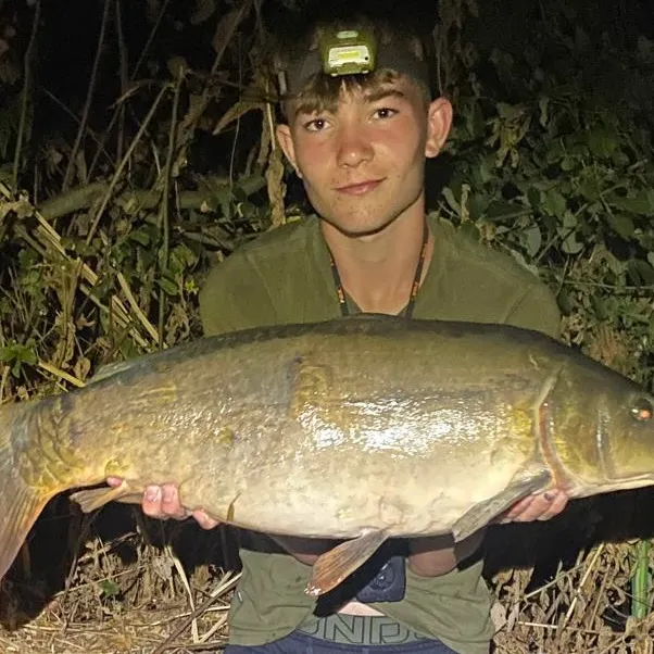 Mirror carp caught on Fishbrain