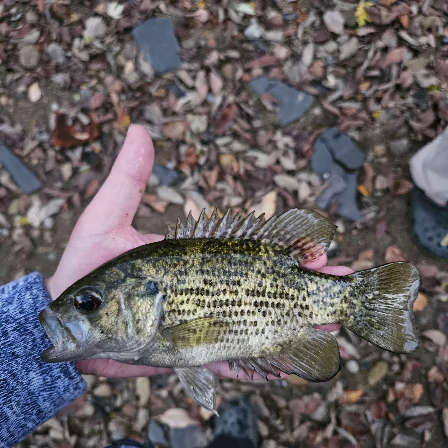 Rock bass caught on Fishbrain