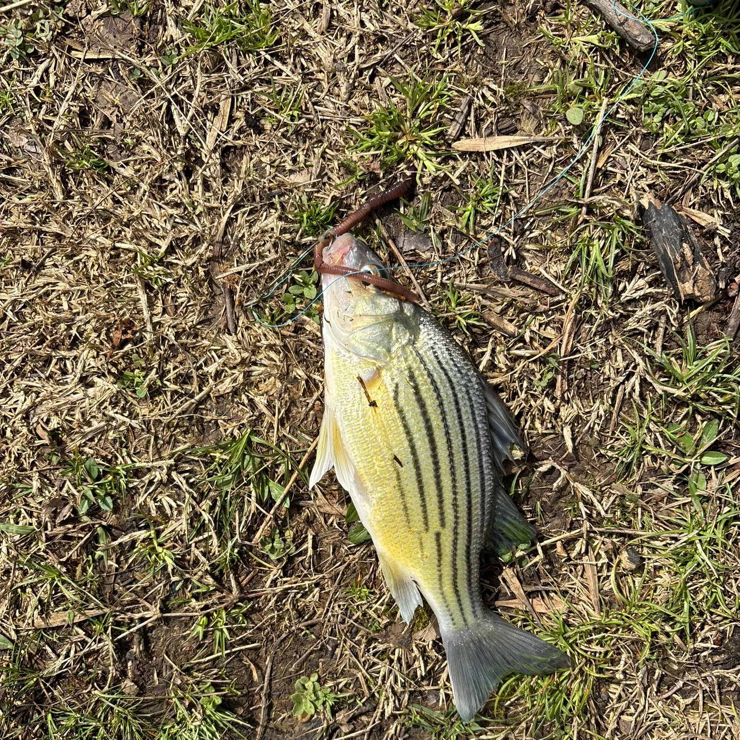 The most recent Yellow bass catches on Fishbrain