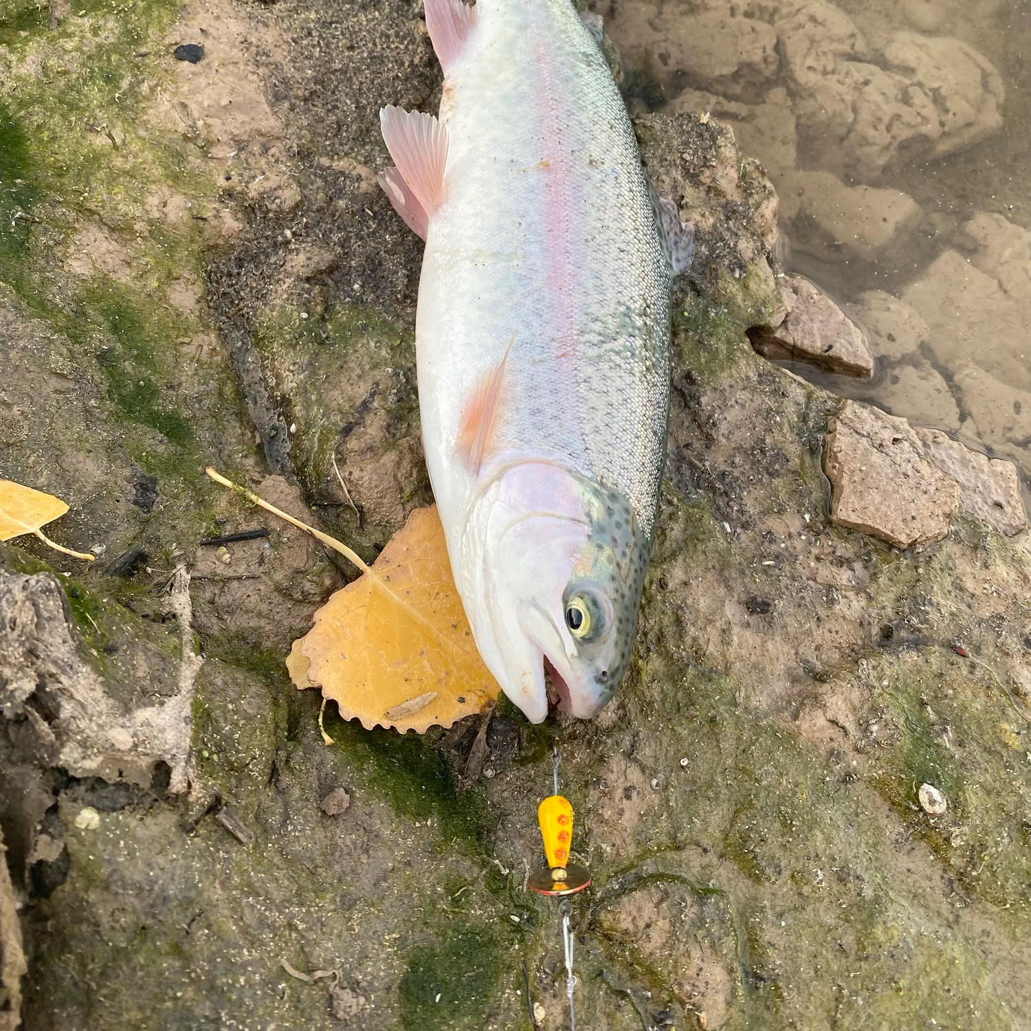 Rainbow trout caught on Fishbrain