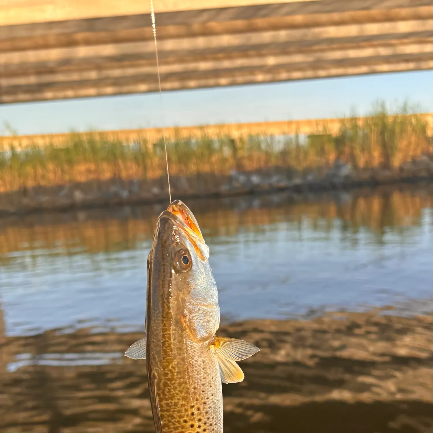 The most recent Spotted seatrout catches on Fishbrain