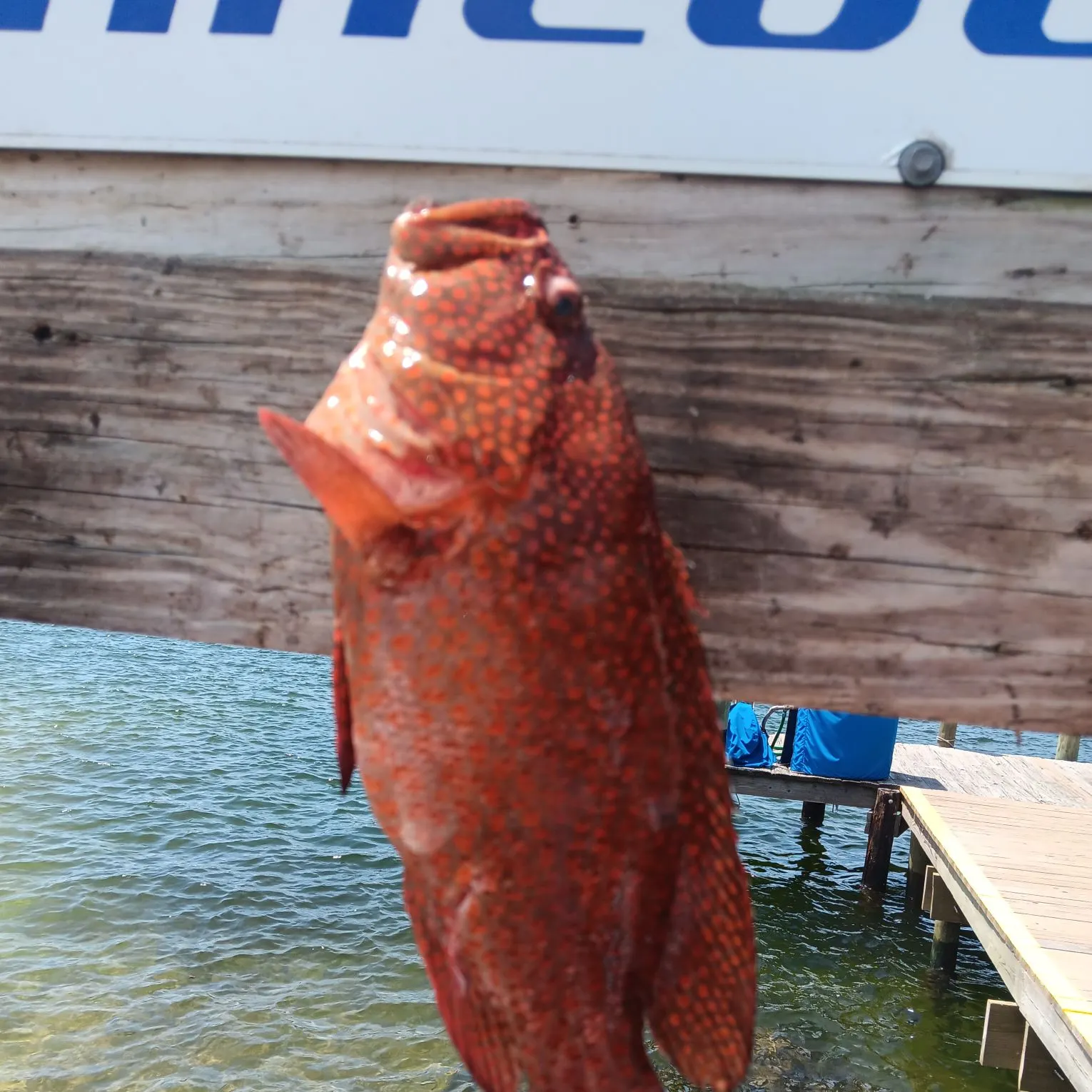The most recent Graysby grouper catches on Fishbrain