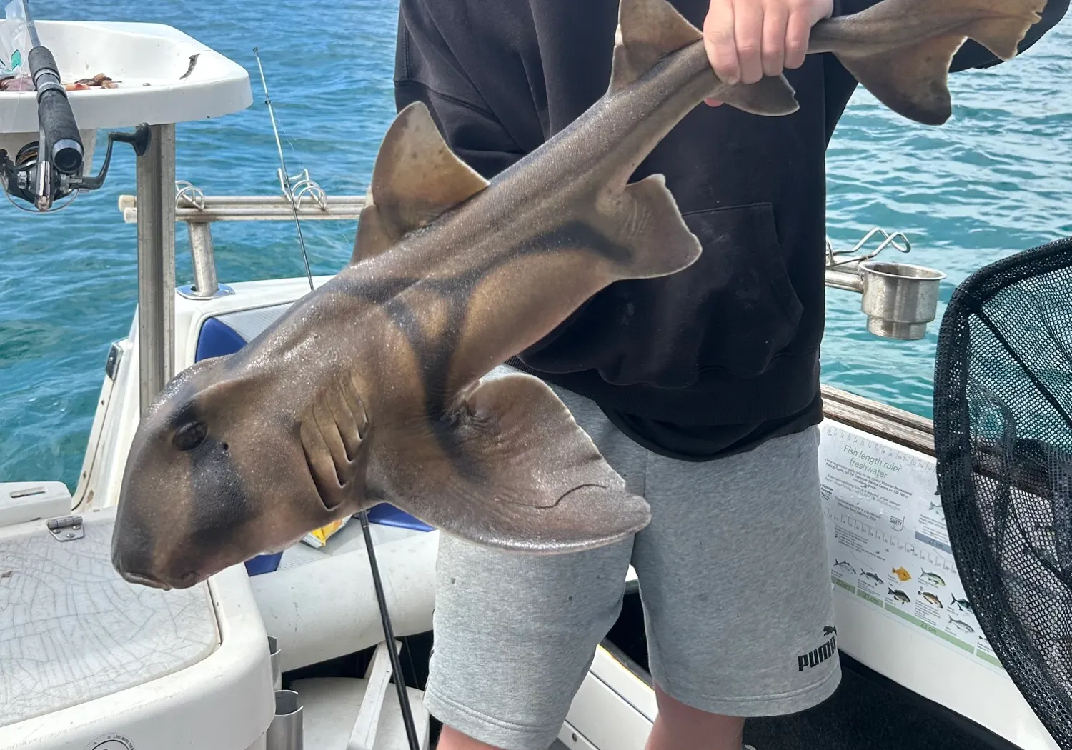 Port Jackson shark