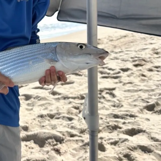 The most recent West Atlantic bonefish catches on Fishbrain