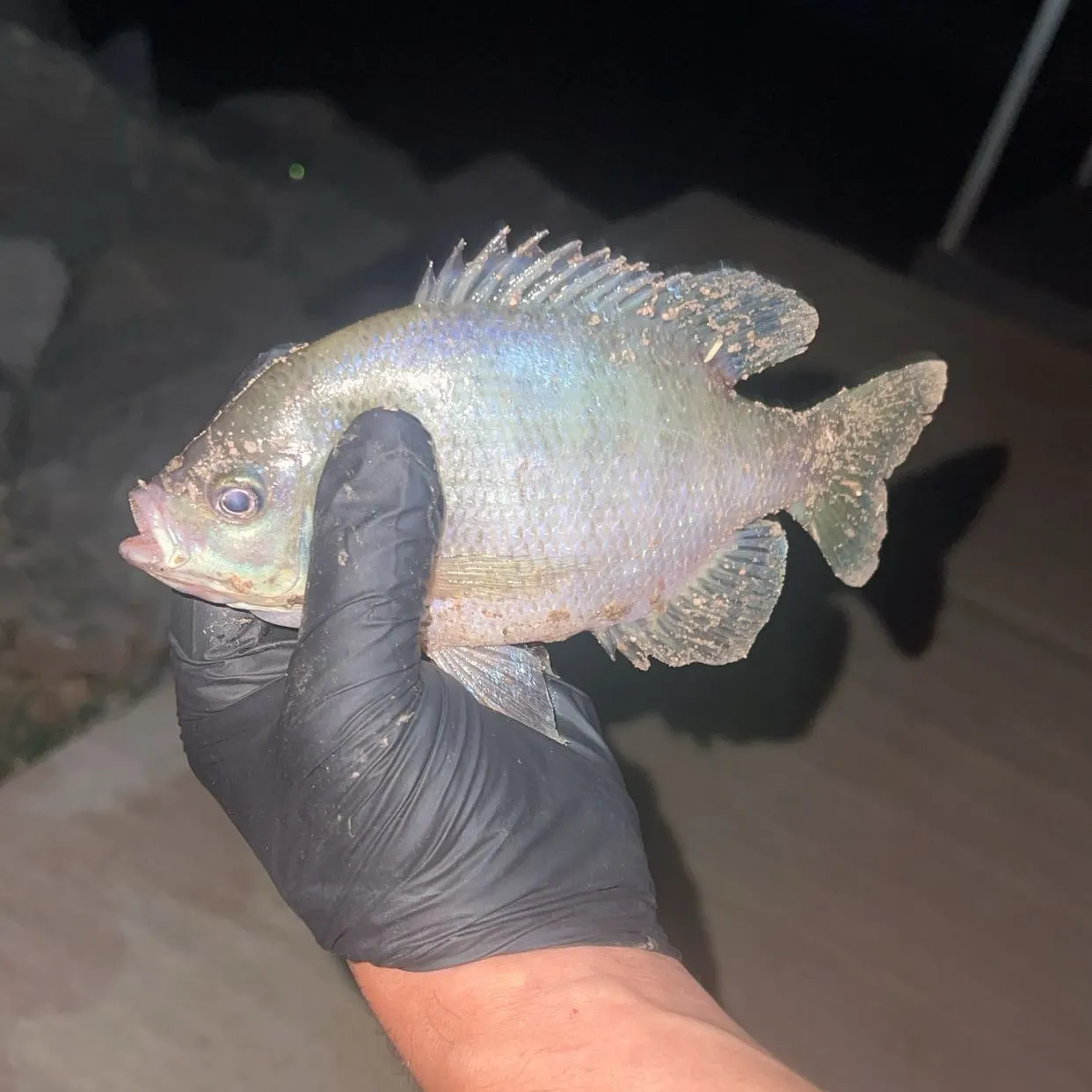 Greengill hybrid caught on Fishbrain