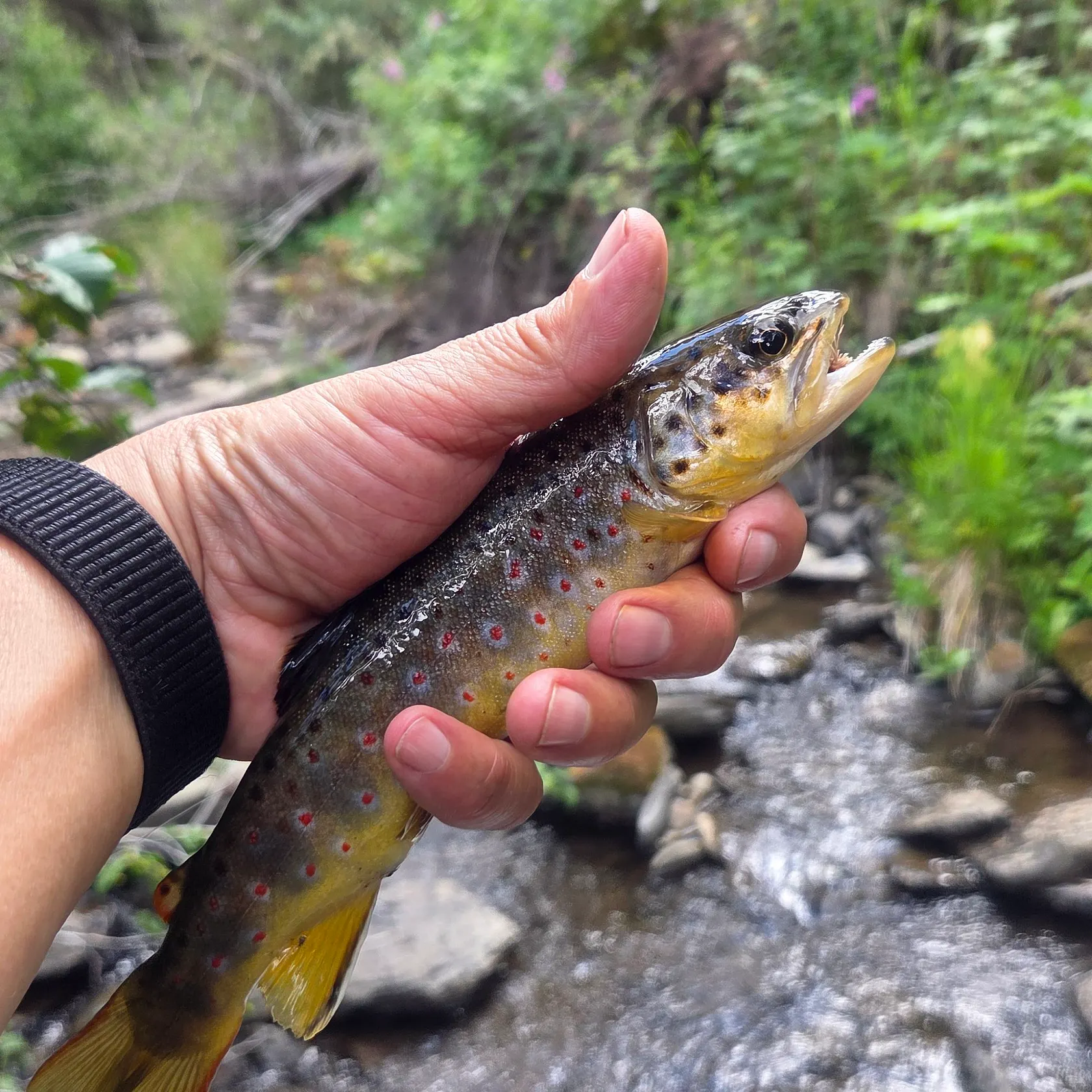 recently logged catches