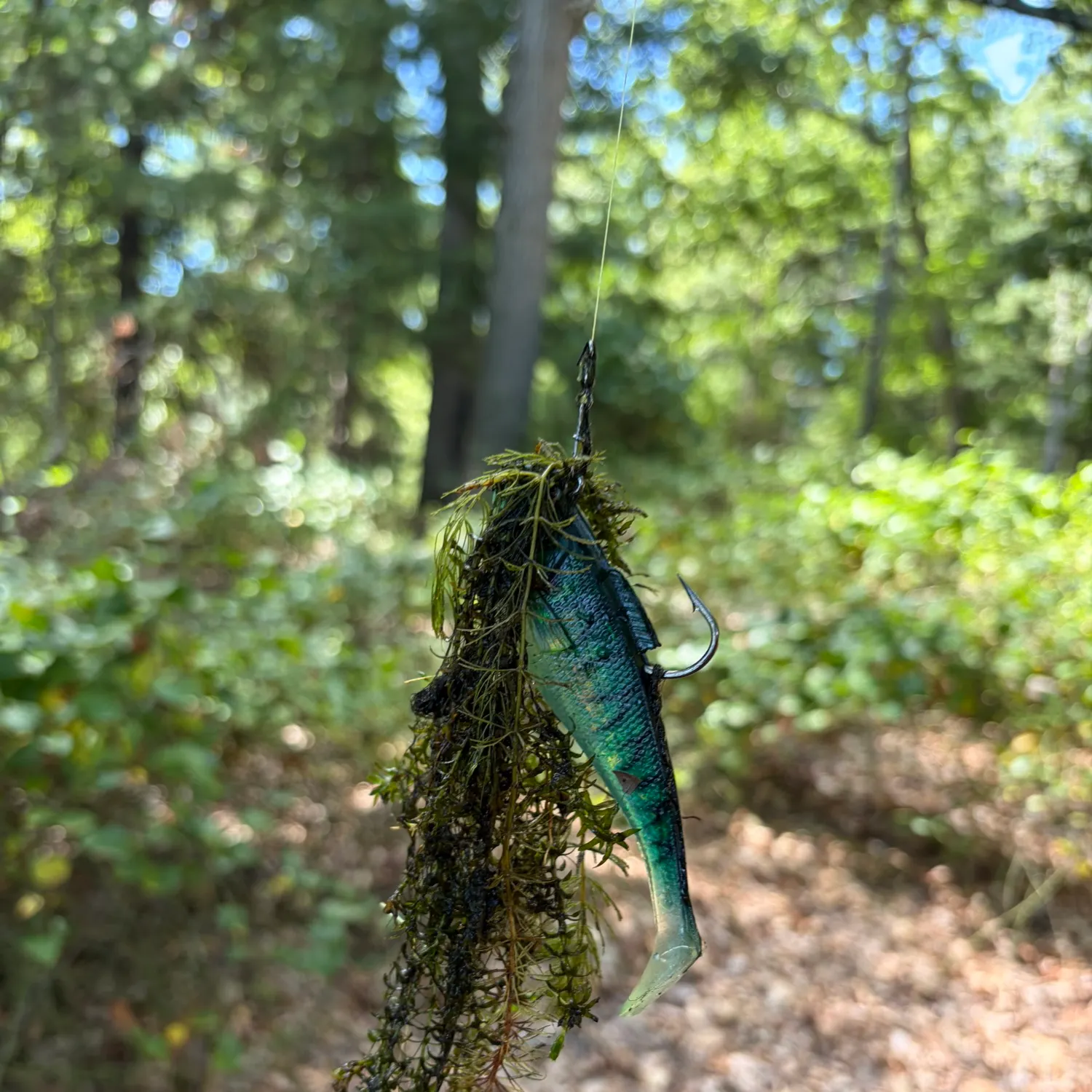 Fish caught on Fishbrain