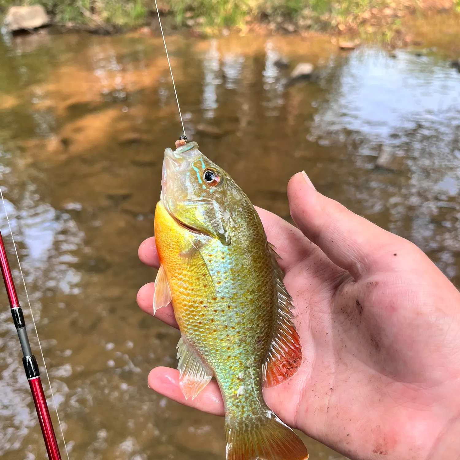Redbreast sunfish caught on Fishbrain