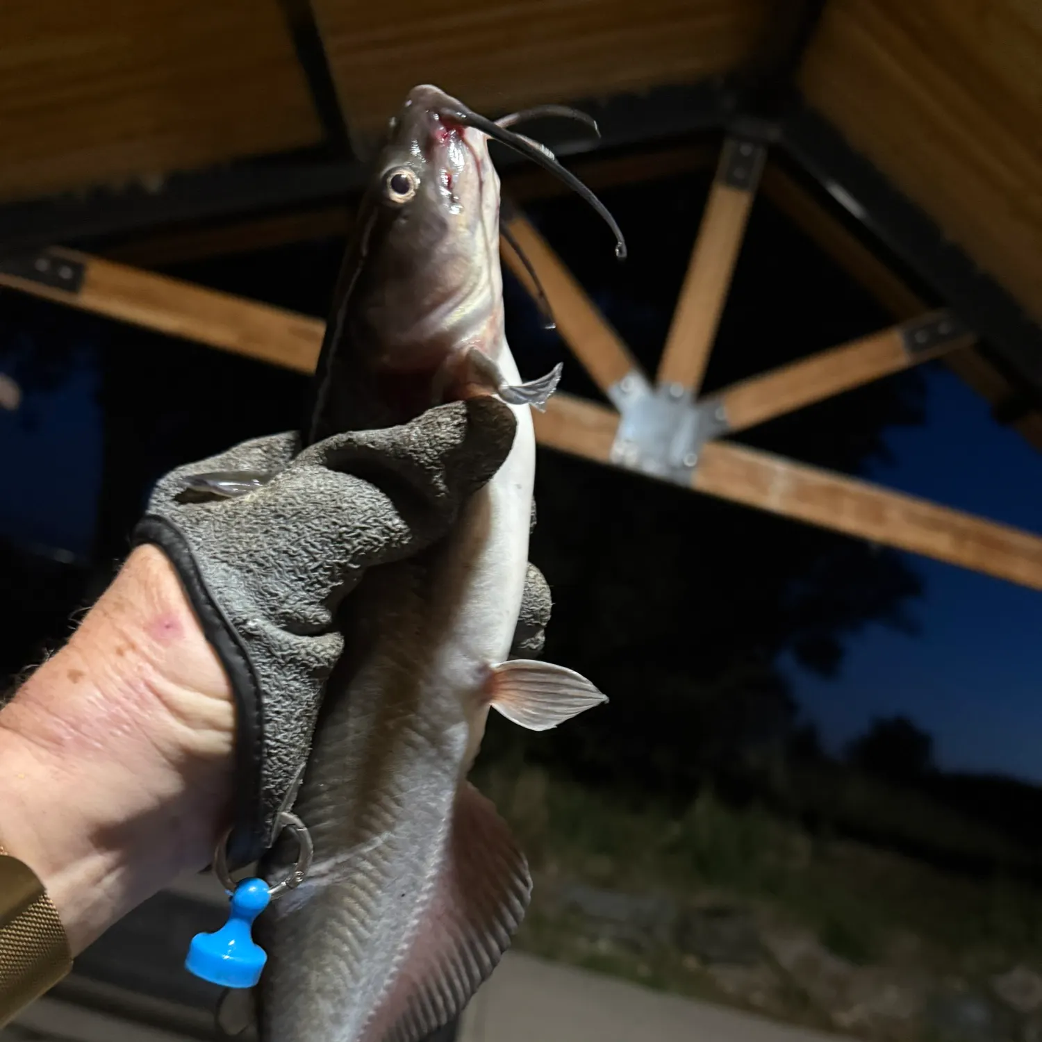 Channel catfish caught on Fishbrain