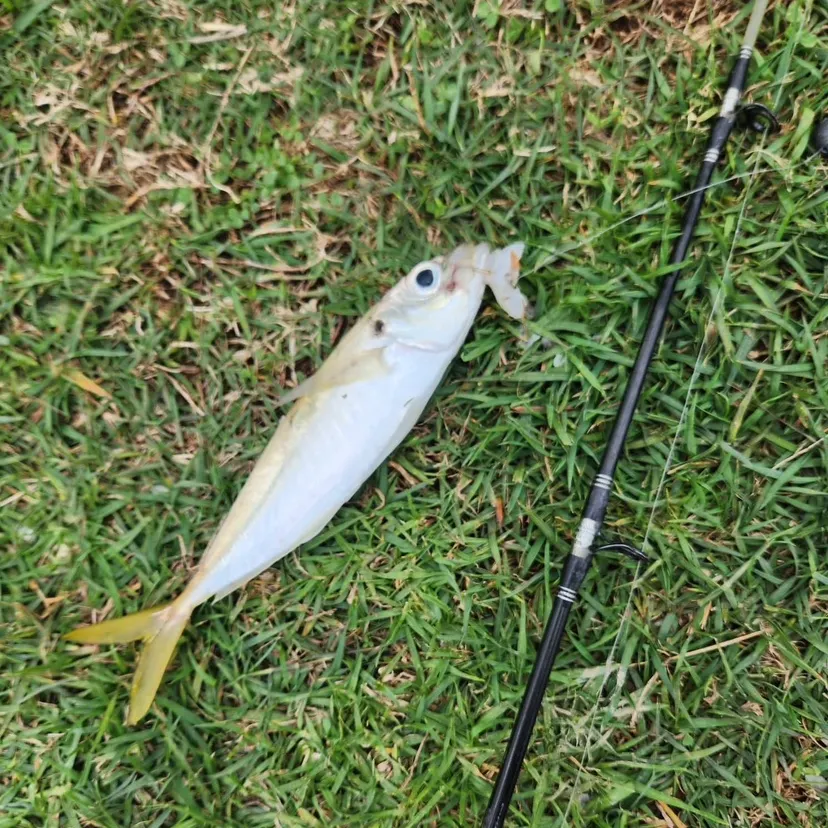 The most recent Mediterranean horse mackerel catches on Fishbrain