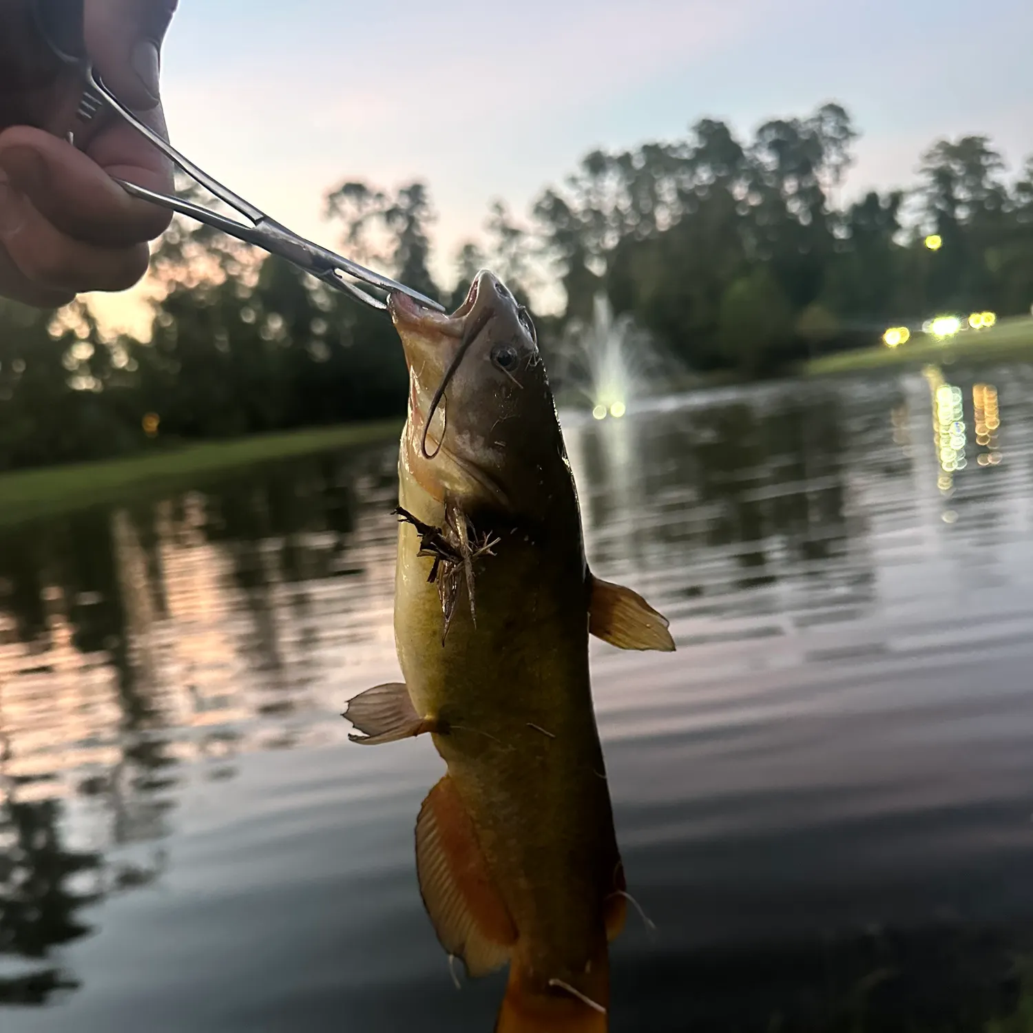 Black bullhead caught on Fishbrain