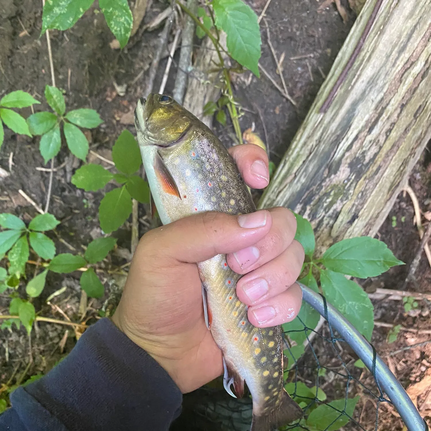 angler catch